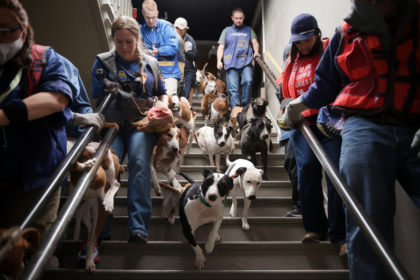 175 Dogs Rescued from a Hoarder in Slidell, Louisiana