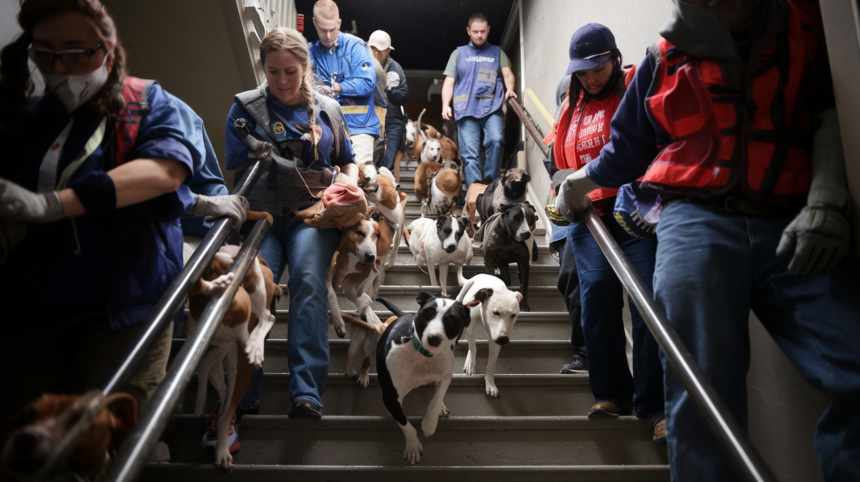 175 Dogs Rescued from a Hoarder in Slidell, Louisiana